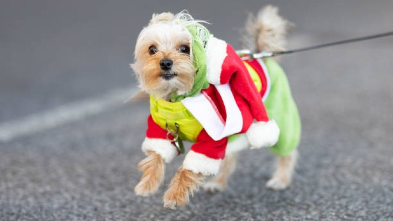 Beware! The Most Frightening Dog Breeds You Need to Know About