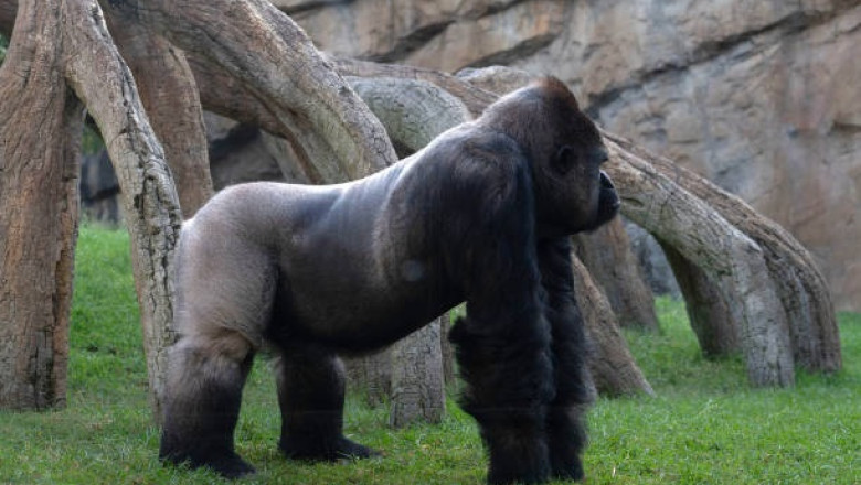 Gorillas' Voting System: A Surprising Look at Decision-Making in Great Apes