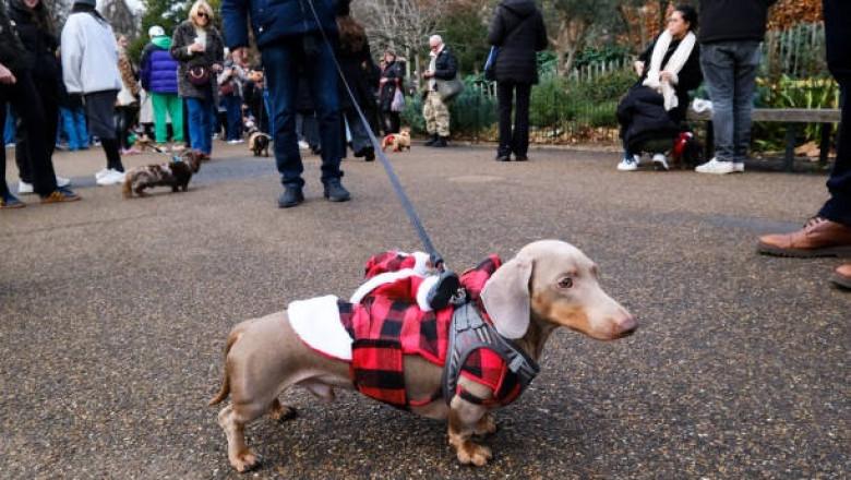 Unlikely Friendship: Heartwarming Story of a Dog and Rabbit Goes Viral