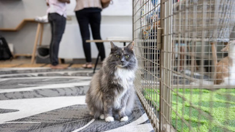 Unveiling the Mystery: Why Cats Sniff Our Breath Revealed!