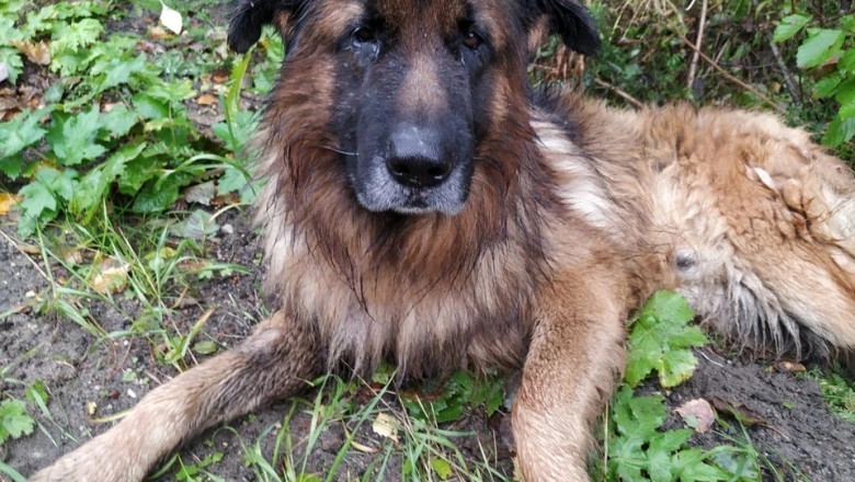 Buried Alive: The Incredible Survival Story of Kiryusha, the Shepherd Dog