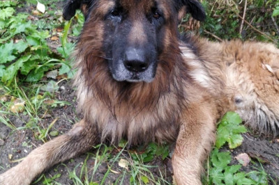 Buried Alive: The Incredible Survival Story of Kiryusha, the Shepherd Dog