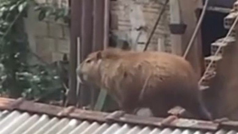 Capybara on the Roof: Surprise Visitor Mobilizes Firefighters in Paraná