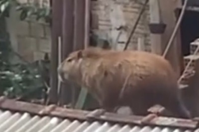 Capybara on the Roof: Surprise Visitor Mobilizes Firefighters in Paraná