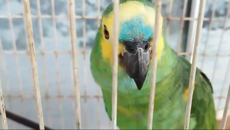 Environmental Police Bust Illegal Hunting Operation in Umuarama, Seize Weapons and Parrot
