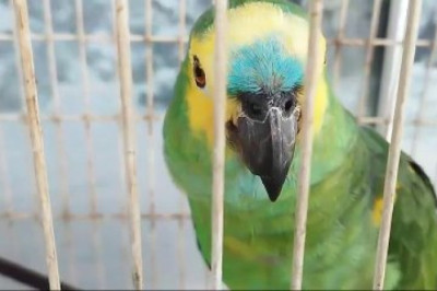 Environmental Police Bust Illegal Hunting Operation in Umuarama, Seize Weapons and Parrot
