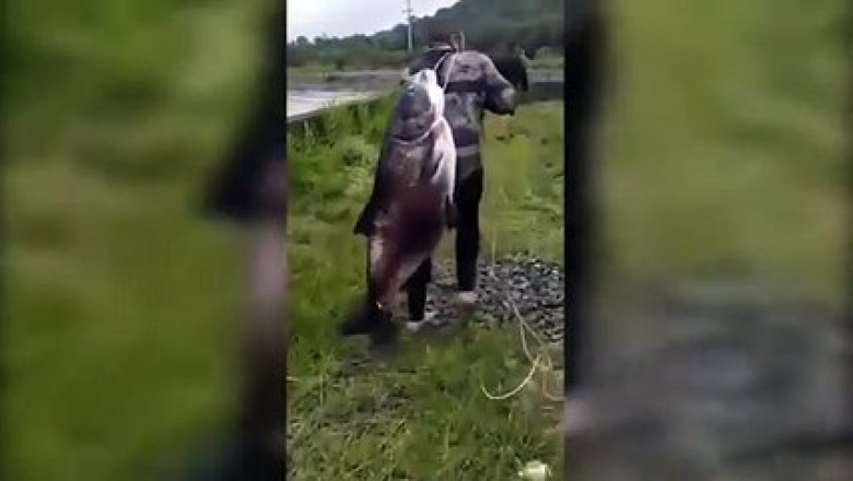 Epic Catch: Video of Fisherman Carrying Giant Fish on His Back Goes Viral in Paraná