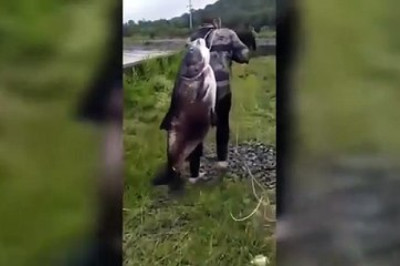 Epic Catch: Video of Fisherman Carrying Giant Fish on His Back Goes Viral in Paraná