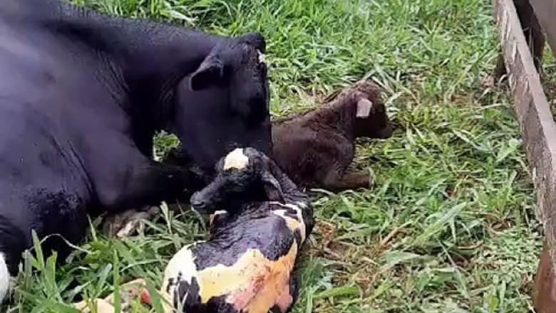 Farmer Captures Rare Calf Births on Rural Property in Umuarama