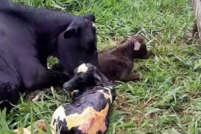 Farmer Captures Rare Calf Births on Rural Property in Umuarama