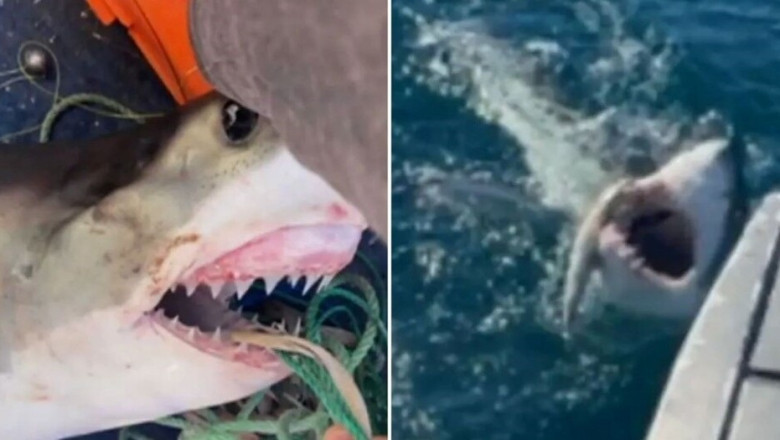 Teenager's Shark Encounter: A Battle for Survival That Will Leave You Breathless!