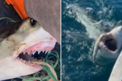 Teenager's Shark Encounter: A Battle for Survival That Will Leave You Breathless!