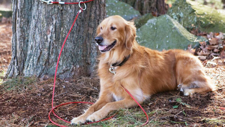 Rescue and Redemption: The Golden Retriever's Incredible Journey from Abandonment to Glory