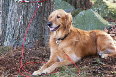 Rescue and Redemption: The Golden Retriever's Incredible Journey from Abandonment to Glory