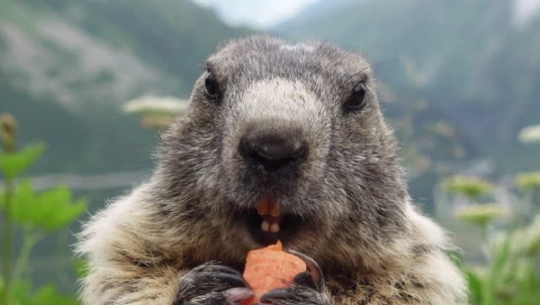 Uncovering Marmot Mysteries: Latest Experiments and Human Comparisons