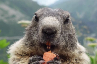 Uncovering Marmot Mysteries: Latest Experiments and Human Comparisons