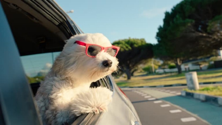 Unleashing the Secrets How Dogs See and Imagine the World in Color