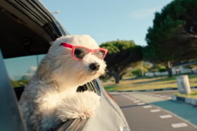 Unleashing the Secrets How Dogs See and Imagine the World in Color