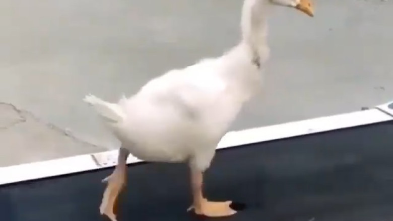When Ganders Get Gains The Funniest Goose Fitness Routine Ever