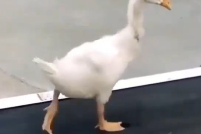 When Ganders Get Gains The Funniest Goose Fitness Routine Ever