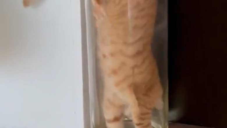 CATastrophe in a Flower Pot: Hilarious Feline Rescue Mission!