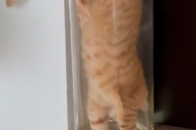 CATastrophe in a Flower Pot: Hilarious Feline Rescue Mission!