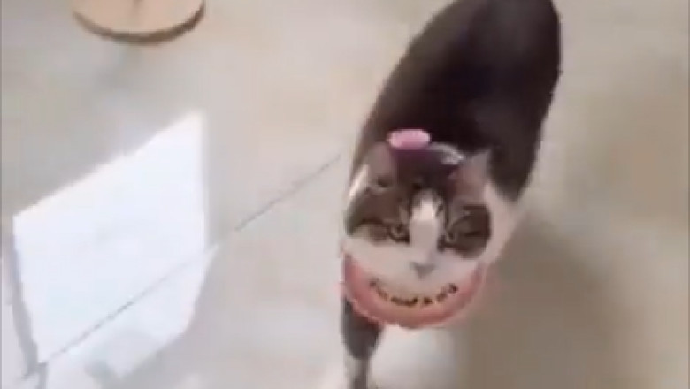 Cuteness Overload: 10 Adorable Cat Moments That Will Melt Your Heart!