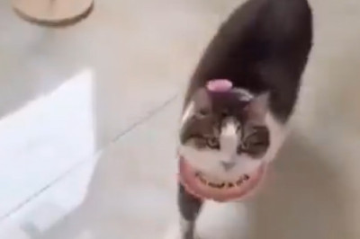Cuteness Overload: 10 Adorable Cat Moments That Will Melt Your Heart!