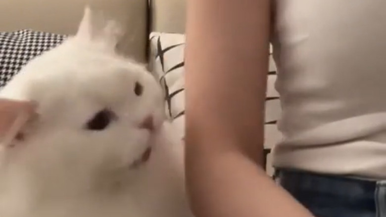 Watch Out! Hilarious Cat Bites: When Cuteness Turns into Claws!