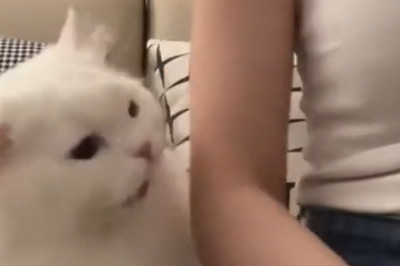 Watch Out! Hilarious Cat Bites: When Cuteness Turns into Claws!