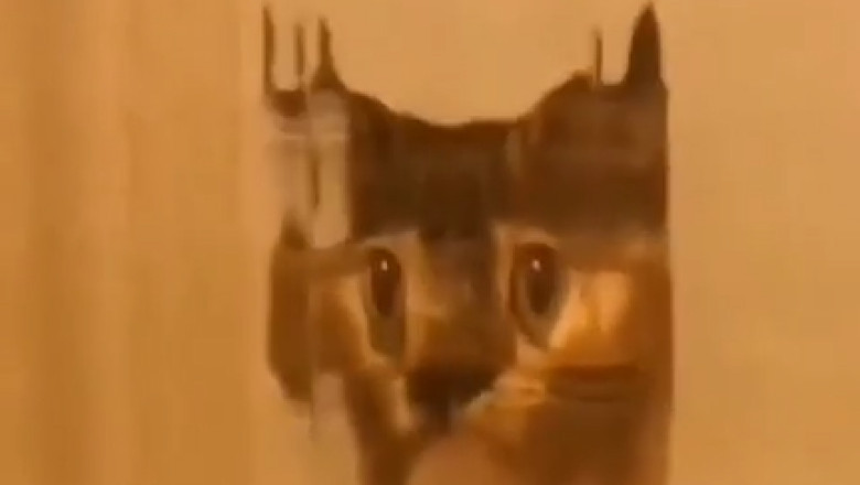 When Zoom Calls Go Pawsitively Wild: The Mirror Cat Show!