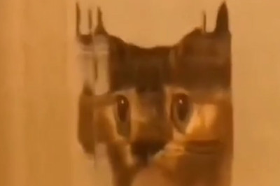 When Zoom Calls Go Pawsitively Wild: The Mirror Cat Show!