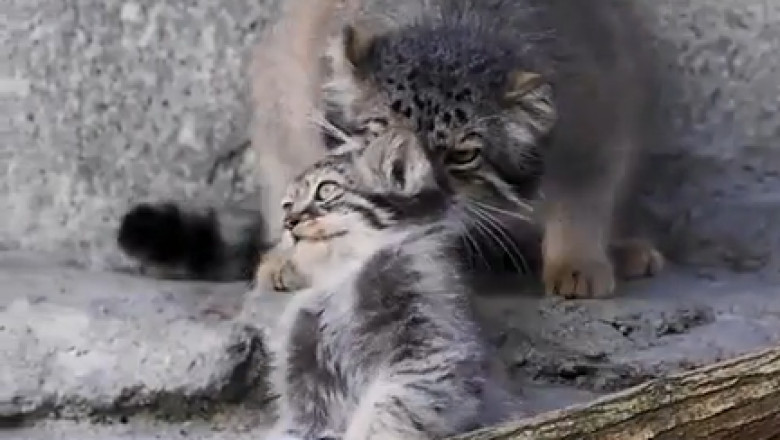 Wild Cat vs. Adorable Kitten: A Pawsitively Hilarious Showdown!