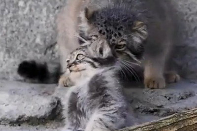 Wild Cat vs. Adorable Kitten: A Pawsitively Hilarious Showdown!