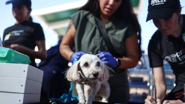 Natural Remedies for Common Pet Ailments