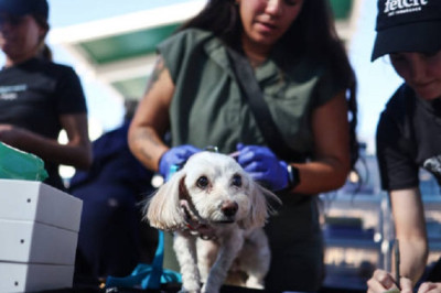 Natural Remedies for Common Pet Ailments