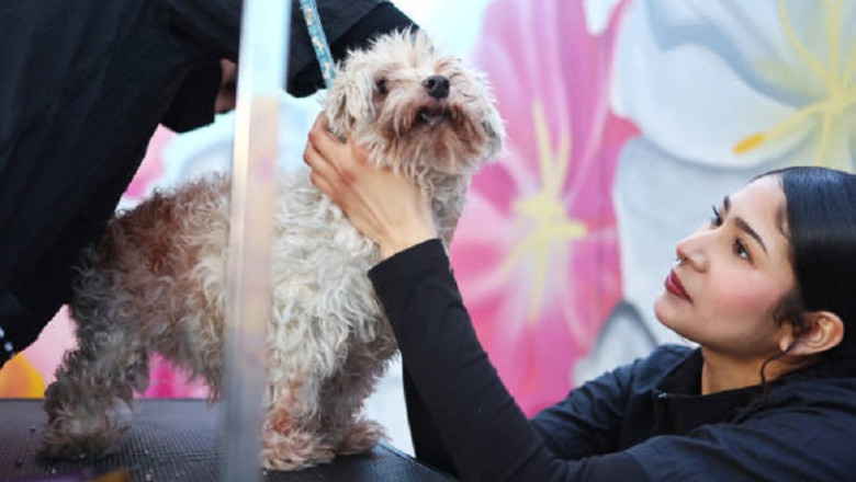 Why Exercise is Crucial for Your Pet’s Health