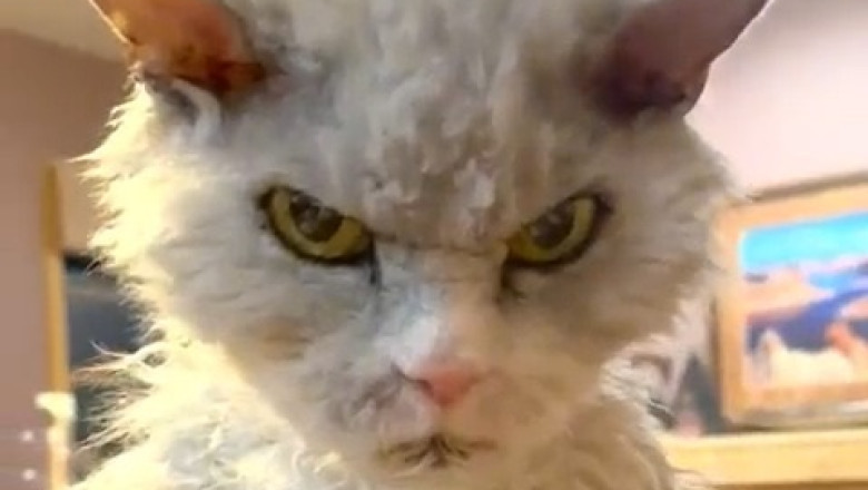 Cat vs. Camera: The Funniest Interaction You'll Ever See!