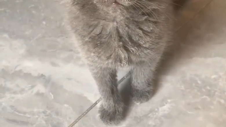 Hilarious Cat vs. Camera Moment: You Won't Stop Laughing!