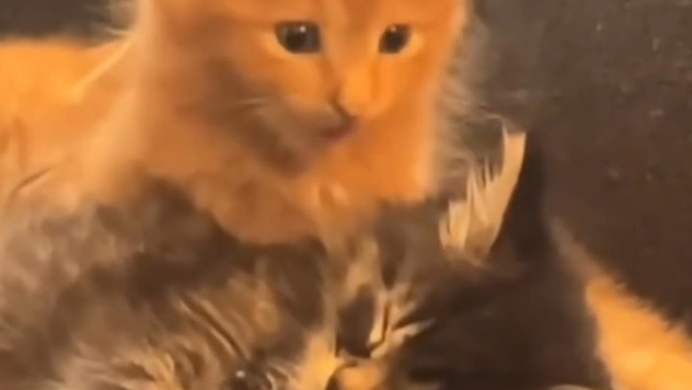 "Sleepy Cat Gets the Funniest Wake-Up Call!