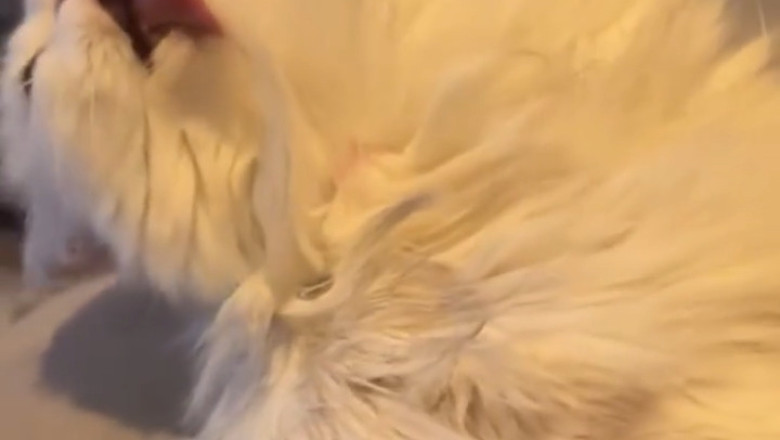 This Cat's Funniest Moments Will Have You Rolling on the Floor!
