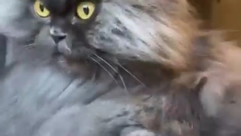 This Cat's Hilarious Antics Will Make Your Day!