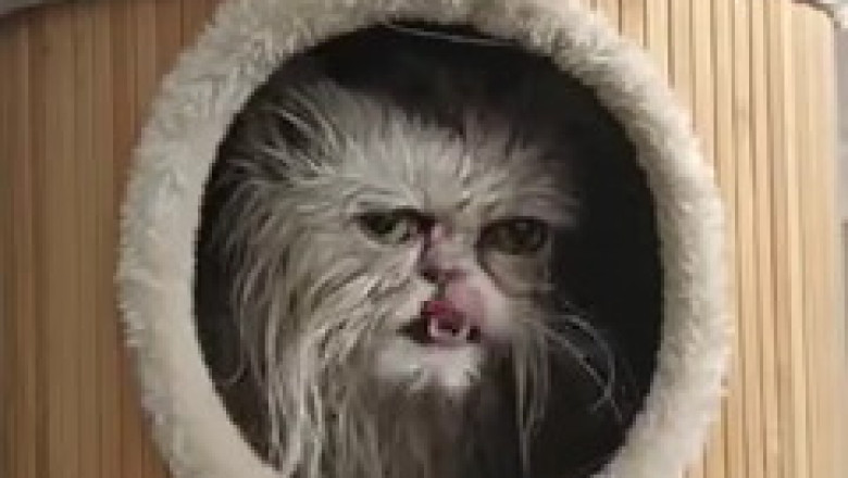 This Hilarious Old Cat Will Make You Laugh Out Loud!