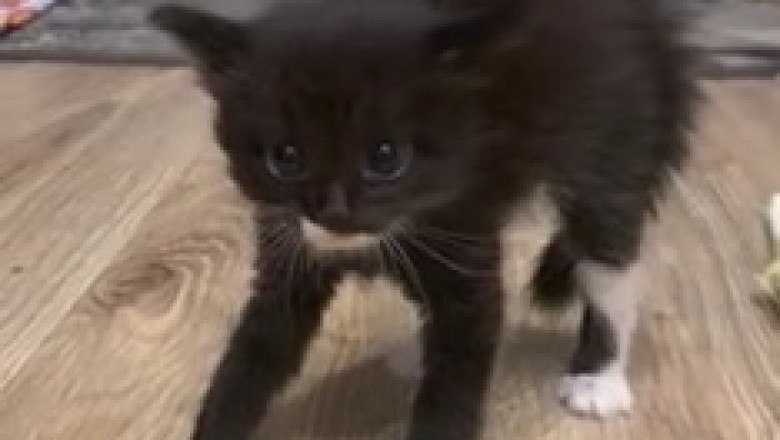 Watch This Kitten's Hilarious Antics – You'll Be Crying with Laughter!