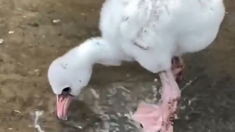 "Flamingo Family Fun: Watch This Adorable Duo!