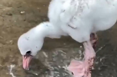 "Flamingo Family Fun: Watch This Adorable Duo!