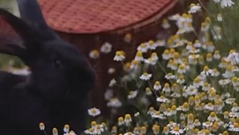Hopping Hilarity: Rabbit's Outdoor Adventures!