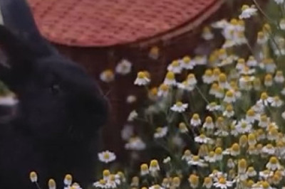 Hopping Hilarity: Rabbit's Outdoor Adventures!