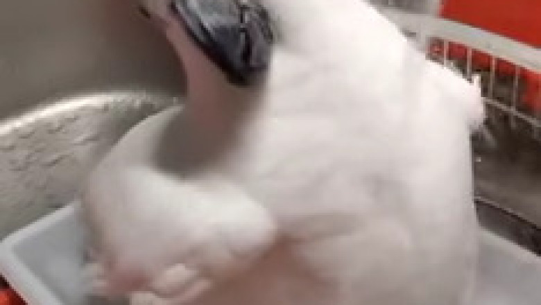 "Splashing Parrot: Bath Time Fun You Can't Miss!