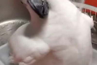 "Splashing Parrot: Bath Time Fun You Can't Miss!